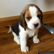 Puppies for sale beagle - Spain, Alicante