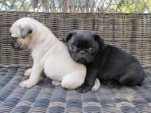 Puppies for sale pug - Moldova, Balti