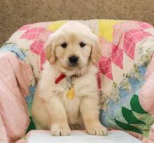 Puppies for sale golden retriever - Malta, Valletta