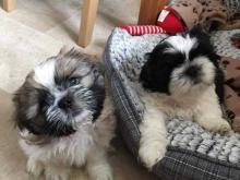 Puppies for sale shih tzu - Austria, Vienna. Price 12 €