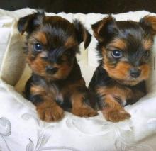 Puppies for sale yorkshire terrier - Sweden, Esbjerg