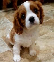 Puppies for sale king charles spaniel - Ukraine, Poltava