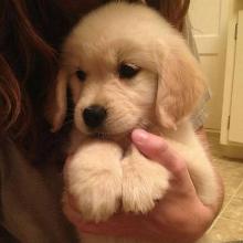 Puppies for sale golden retriever - Canada, Quebec, Quebec City