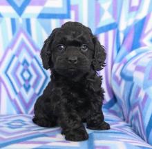 Puppies for sale other breed - United Kingdom, Glasgow