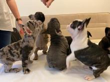 Puppies for sale french bulldog - Malta, Valletta