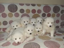 Puppies for sale samoyed dog (samoyed) - USA, Pennsylvania