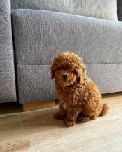 Puppies for sale poodle - Belarus, Vitebsk