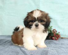 Puppies for sale shih tzu - Sweden, Sundsvall