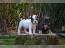 Puppies for sale french bulldog - Italy, Monza