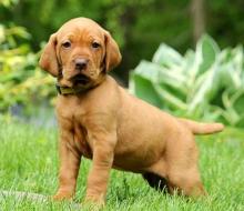 Puppies for sale other breed, vizsla - Ukraine, Odessa