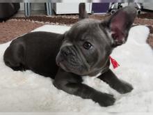 Puppies for sale french bulldog - Armenia, Armenia