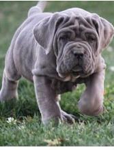 Puppies for sale , mastino - Georgia, Zugdidi