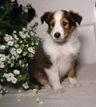 Puppies for sale sheltie (shetland sheepdog) - Ireland, Dublin