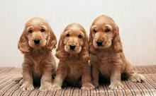 Puppies for sale cocker spaniel - Canada, Ontario, Toronto