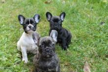 Puppies for sale french bulldog - Hungary, Budapest