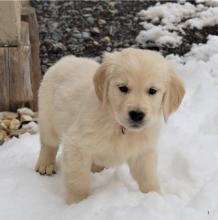 Puppies for sale golden retriever - Tajikistan, Kulyab