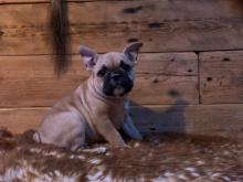 Puppies for sale french bulldog - Slovenia, Bjelovar