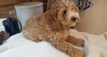 Puppies for sale , cockapoo - United Kingdom, Durham