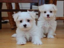 Puppies for sale maltese - United Kingdom, New York