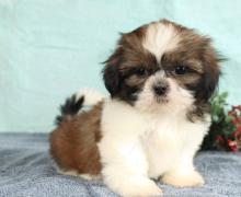 Puppies for sale shih tzu - Netherlands, Hemstede