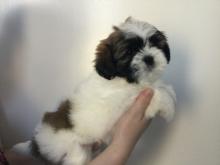 Puppies for sale shih tzu - Austria, Linz. Price 10 €