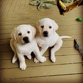 Puppies for sale labrador retriever - France, Nantes