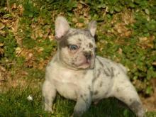 Puppies for sale french bulldog - United Kingdom, Bradford