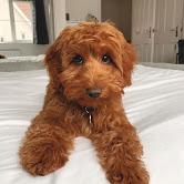 Puppies for sale , cockapoo pups - Portugal, Portalegre