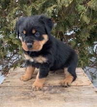 Puppies for sale rottweiler - Denmark, Aarhus