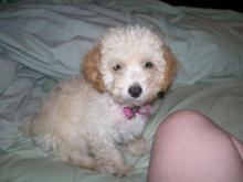 Puppies for sale poodle - Portugal, Lisbon