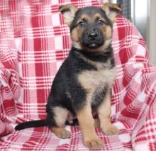 Puppies for sale german shepherd dog - Finland, Kuopio