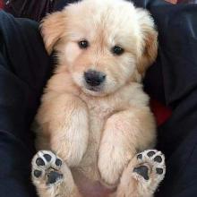 Puppies for sale golden retriever - Germany, Dortmund