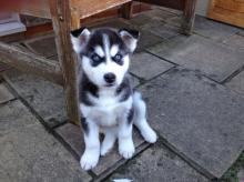 Продам щенка , siberian husky - United Kingdom, Aberdeen