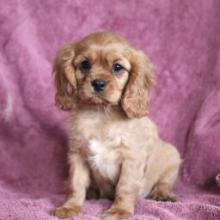 Puppies for sale king charles spaniel - Greece, Heraklion