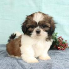 Puppies for sale shih tzu - Estonia, Sillamyae