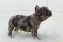 Puppies for sale french bulldog - Finland, Oulu