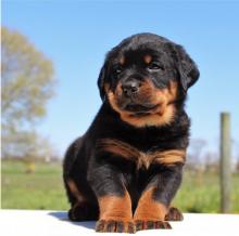 Puppies for sale rottweiler - France, Paris