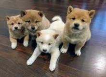 Puppies for sale other breed - Germany, Frankfurt an der Oder