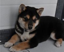 Puppies for sale other breed, shiba inu - Ireland, Dublin