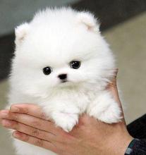 Puppies for sale pomeranian spitz - United Kingdom, Kilmarnock