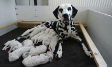 Puppies for sale dalmatian - USA, Colorado