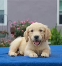 Puppies for sale , golden retriever  - Russia, Moscow