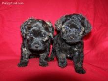 Puppies for sale poodle - United Kingdom, Grimsby