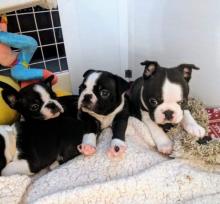 Puppies for sale boston terrier - Romania, Constanta