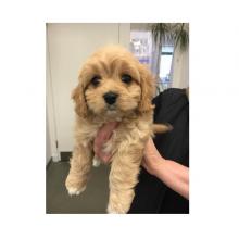 Puppies for sale , cavapoo puppies - Russia, St. Petersburg