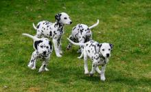 Puppies for sale dalmatian, dalmatian - Canada, British Columbia