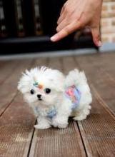 Puppies for sale maltese - United Kingdom, Grimsby
