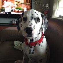 Puppies for sale dalmatian, dalmatian - USA, District Of Columbia