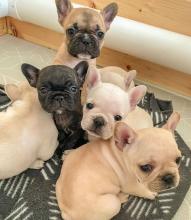 Puppies for sale french bulldog - Malta, Valletta