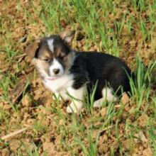 Puppies for sale , welsh, corgi - Portugal, Aveiro